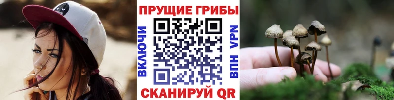 Псилоцибиновые грибы Psilocybe  Среднеуральск 